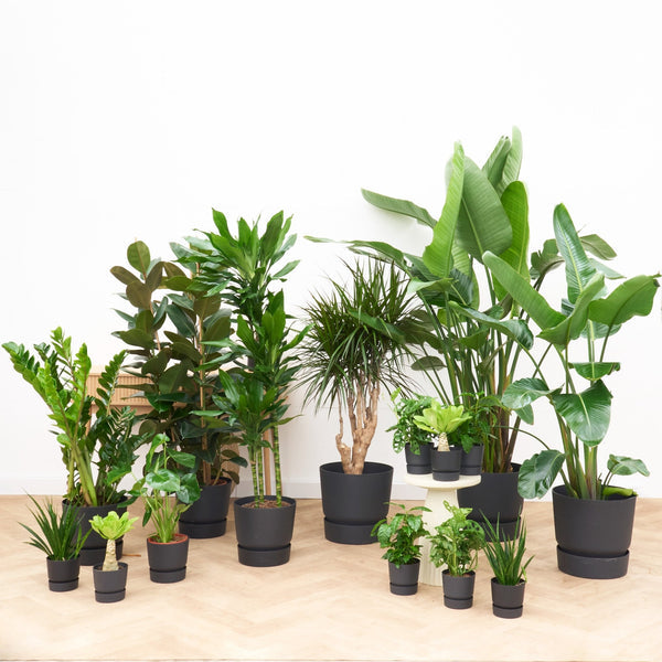 Kantoorpakket Jungle XL - 15 planten