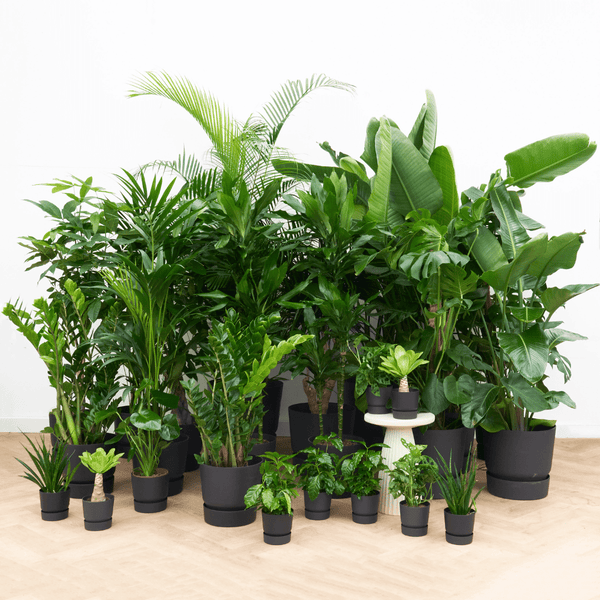 Kantoorpakket Plant Harmony - 25 planten