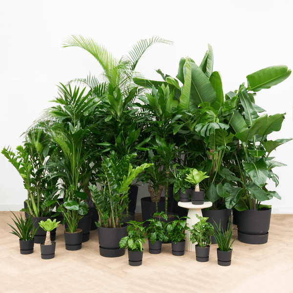 Kantoorpakket Urban Luxe - 20 planten