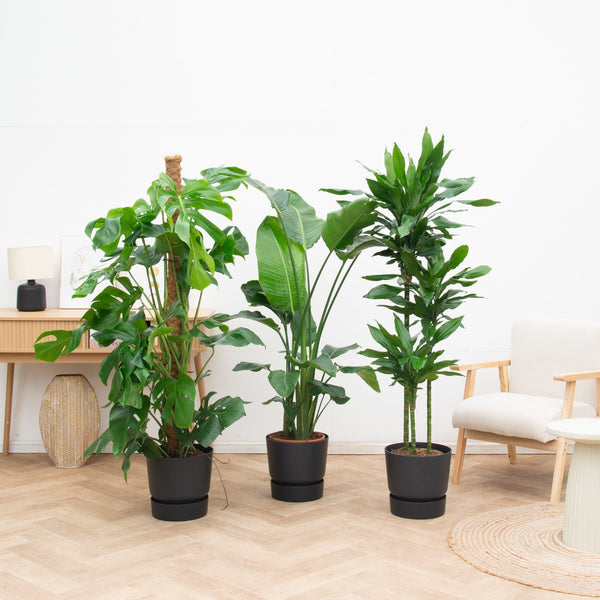 Kantoorpakket Green Power - 3 planten