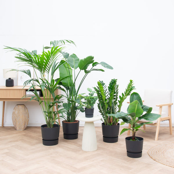 Kantoorpakket Tropical Office - 5 planten