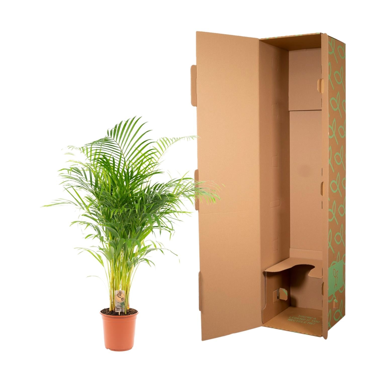 Areca palm - Luxe kamerplant voor binnen, onderhoudsarm en decoratief