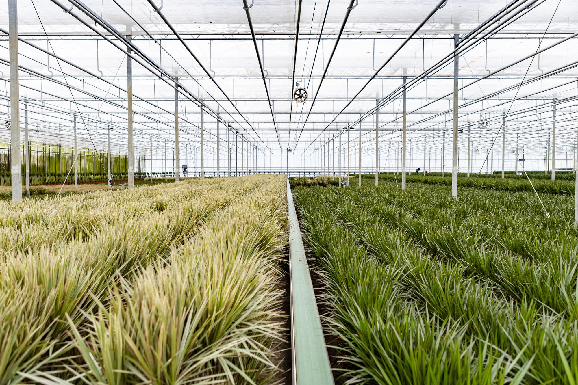 Dracaena Marginata - kamerplant in kweekpot