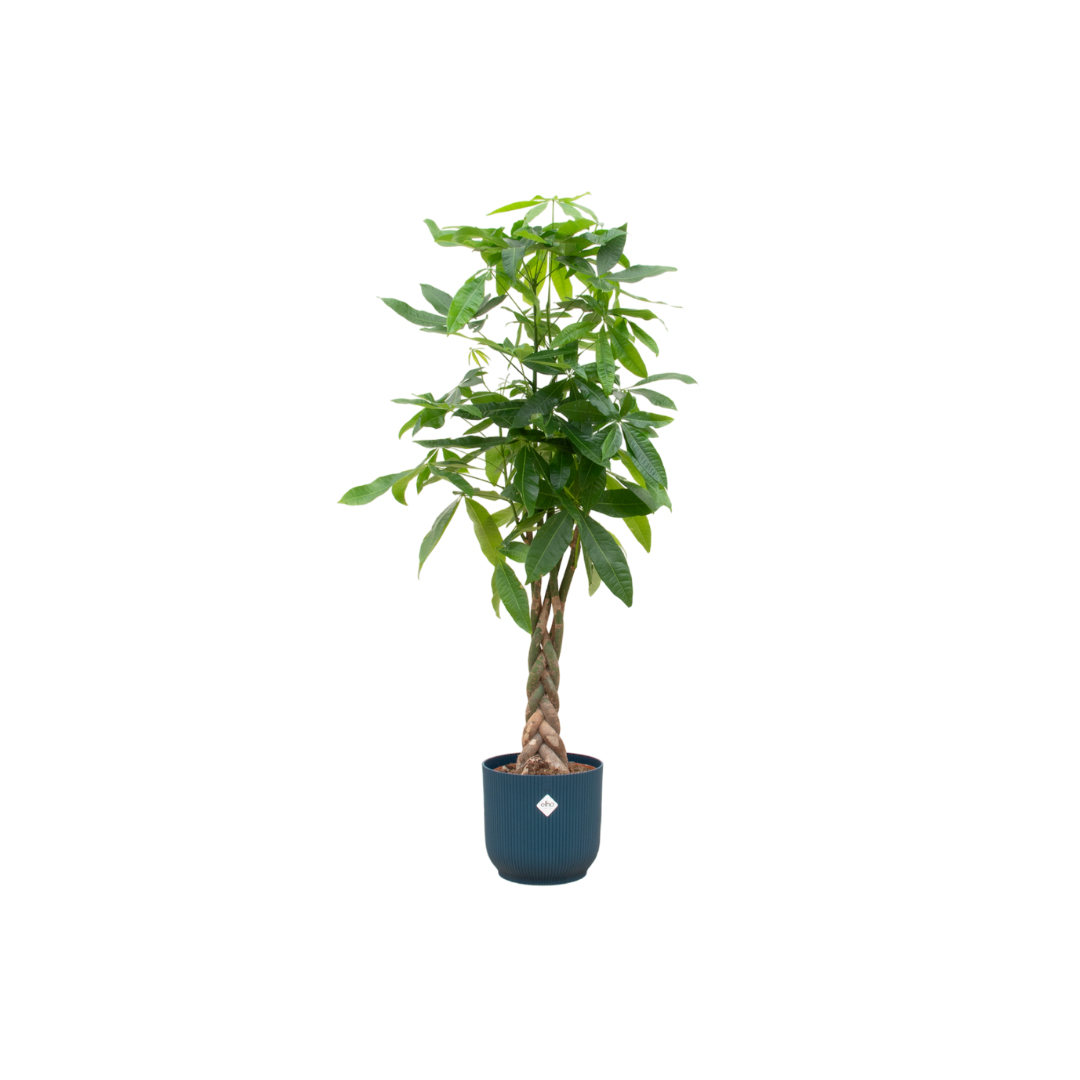 Combi deal - Pachira Aquatica inclusief elho Vibes Fold Round pot - 160cm - Ø30