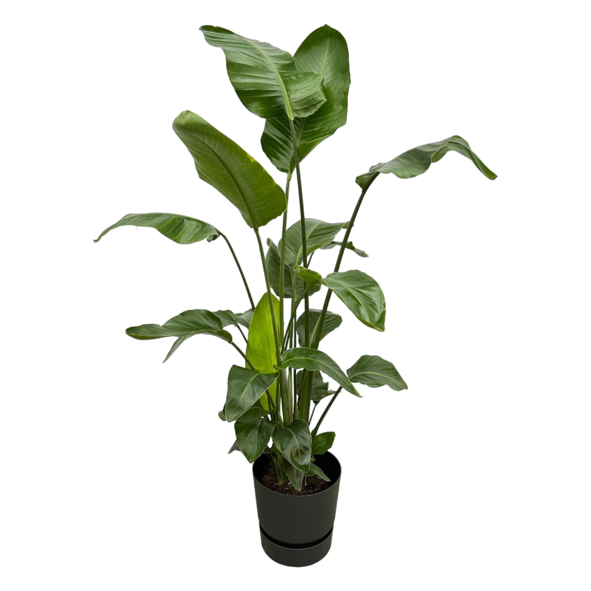 Strelitzia Nicolai inclusief elho Greenville Round - tropische kamerplant