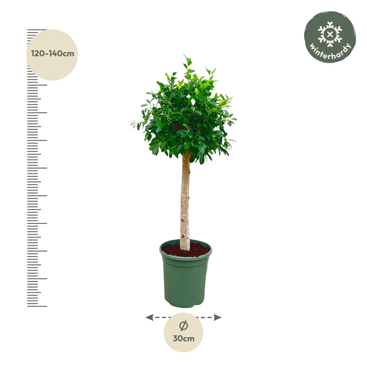 Ficus Nitida op stam - 150 cm - ø30