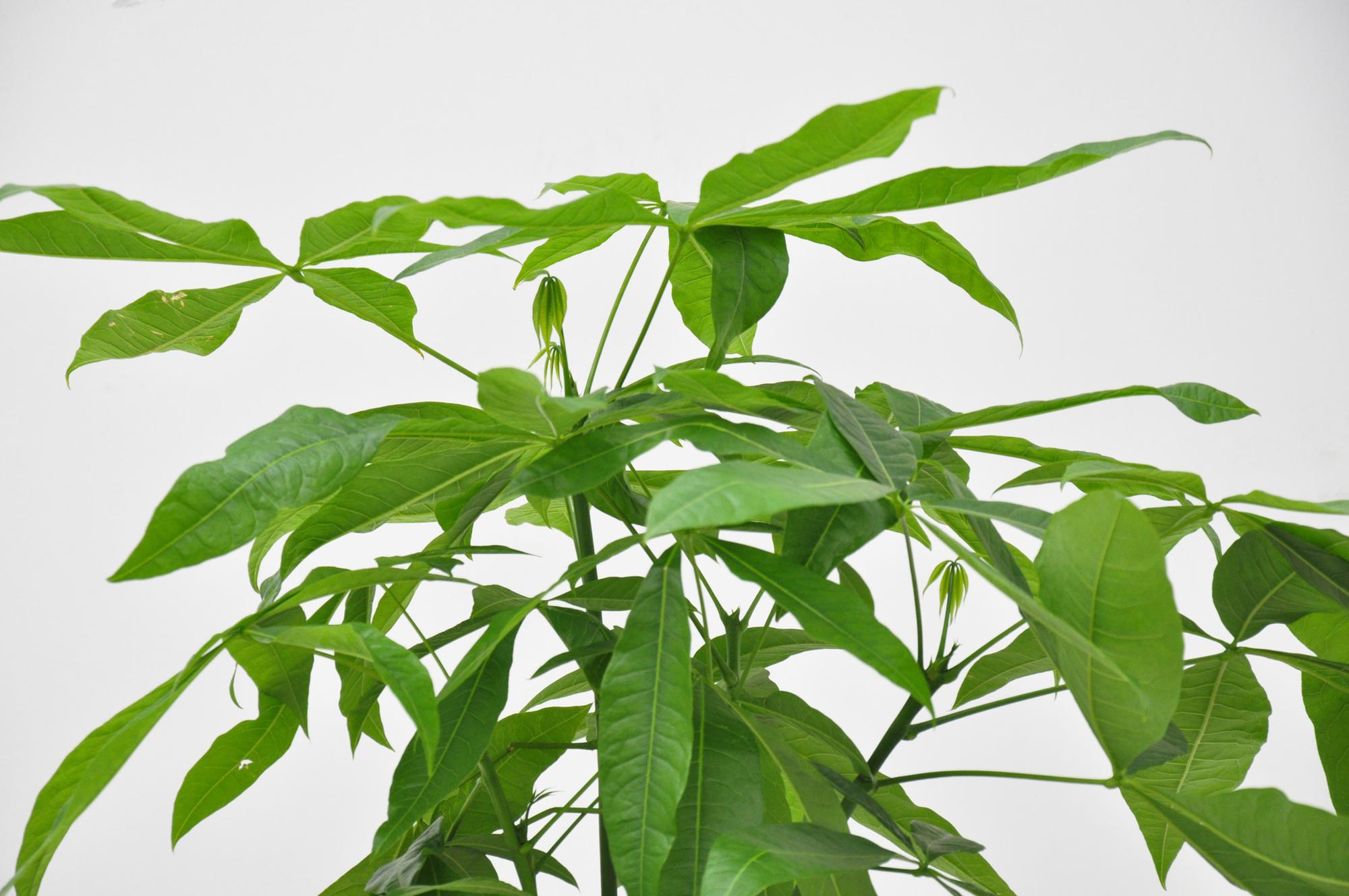 Pachira Aquatica kamerplant – decoratieve geldboom voor huis & kantoor