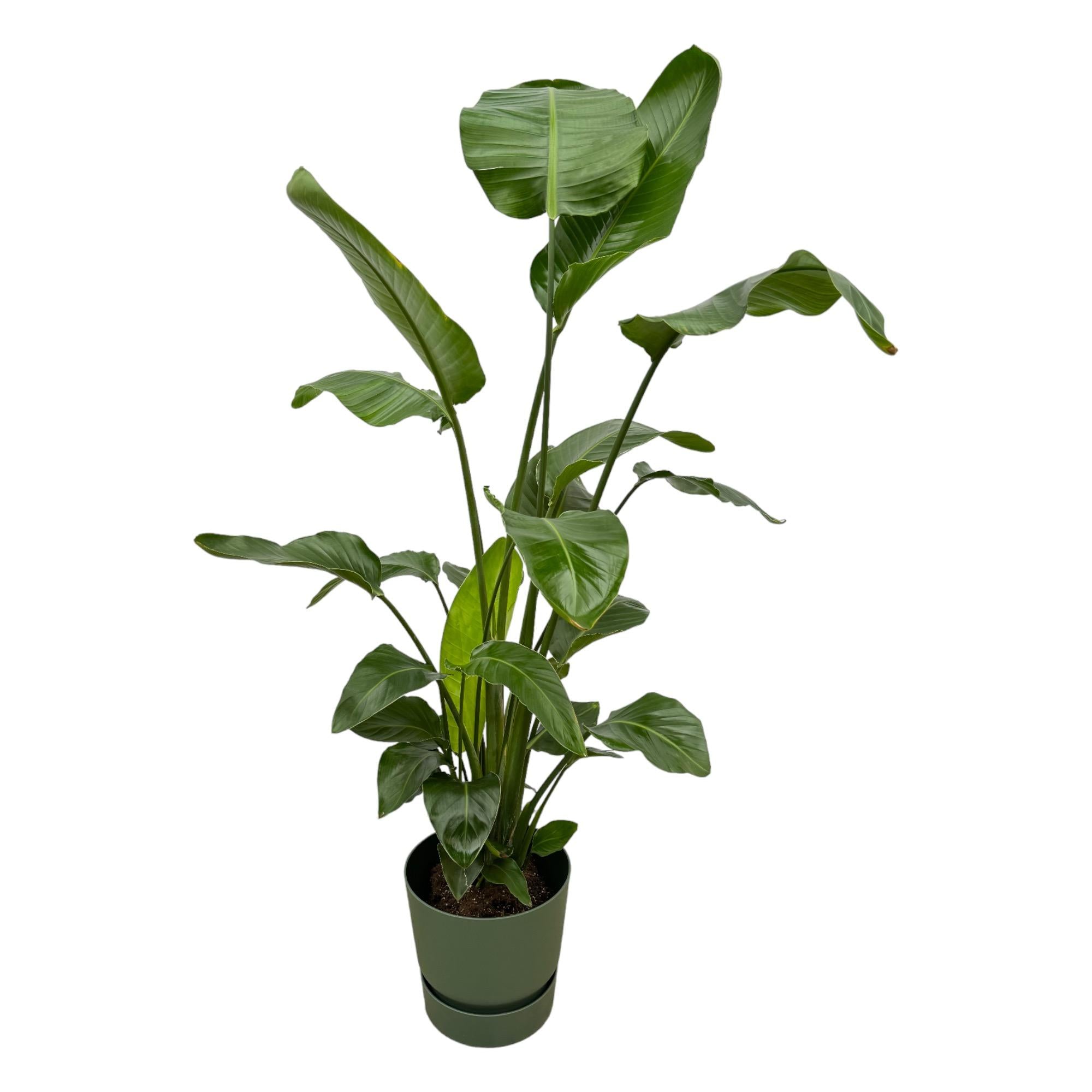 Strelitzia Nicolai inclusief elho Greenville Round - tropische kamerplant