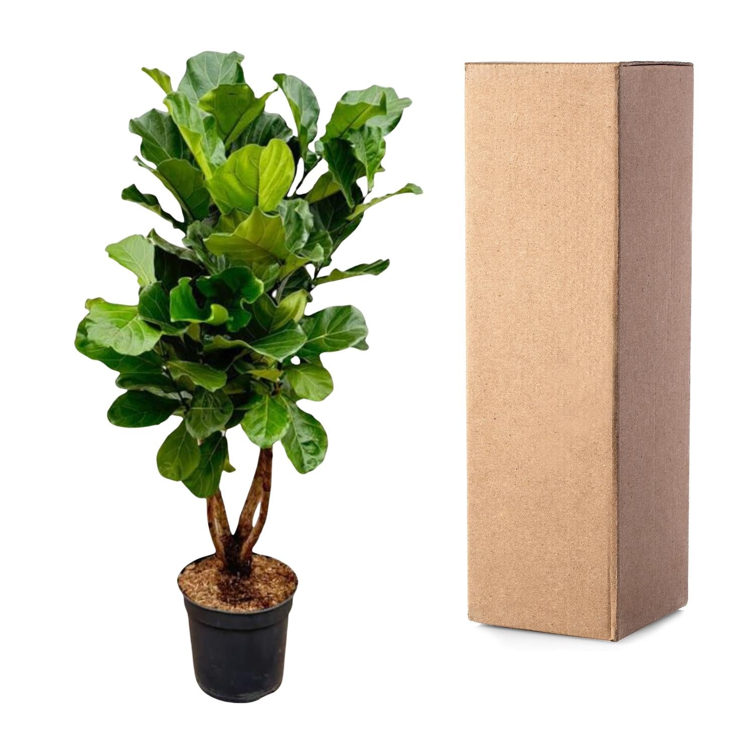 Ficus Lyrata vertakt - grote sierkamerplant met stevige stam, vol weelderig blad