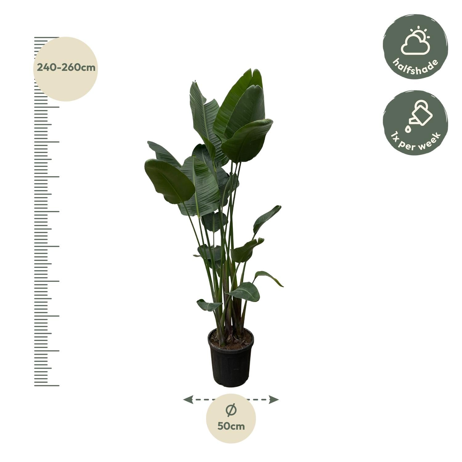 Strelitzia Nicolai - Tropische kamerplant voor binnen, decoratieve exotische plant