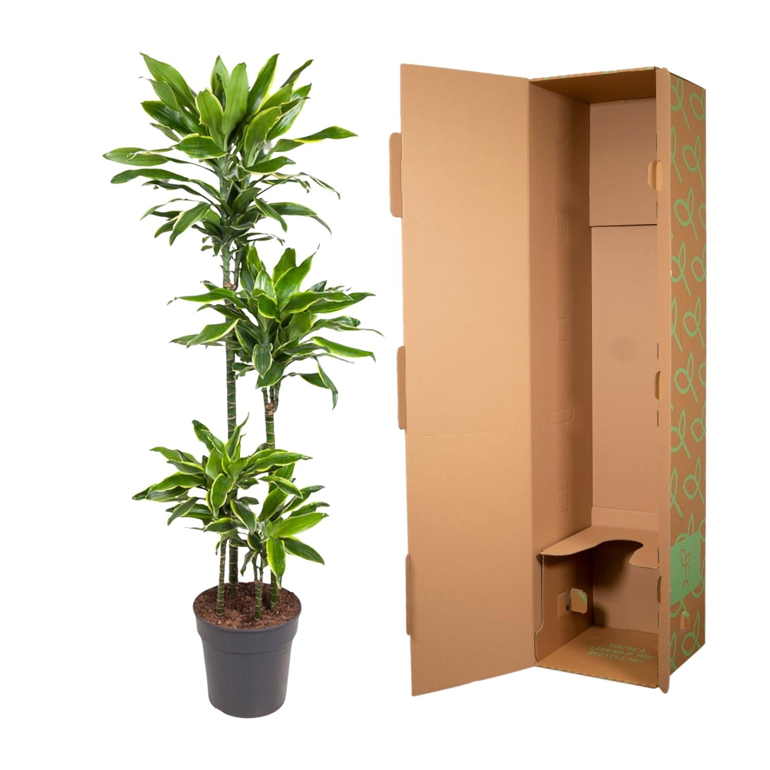 Dracaena Golden Coast – grote twee-kleurige Dracaena kamerplant in kweekpot