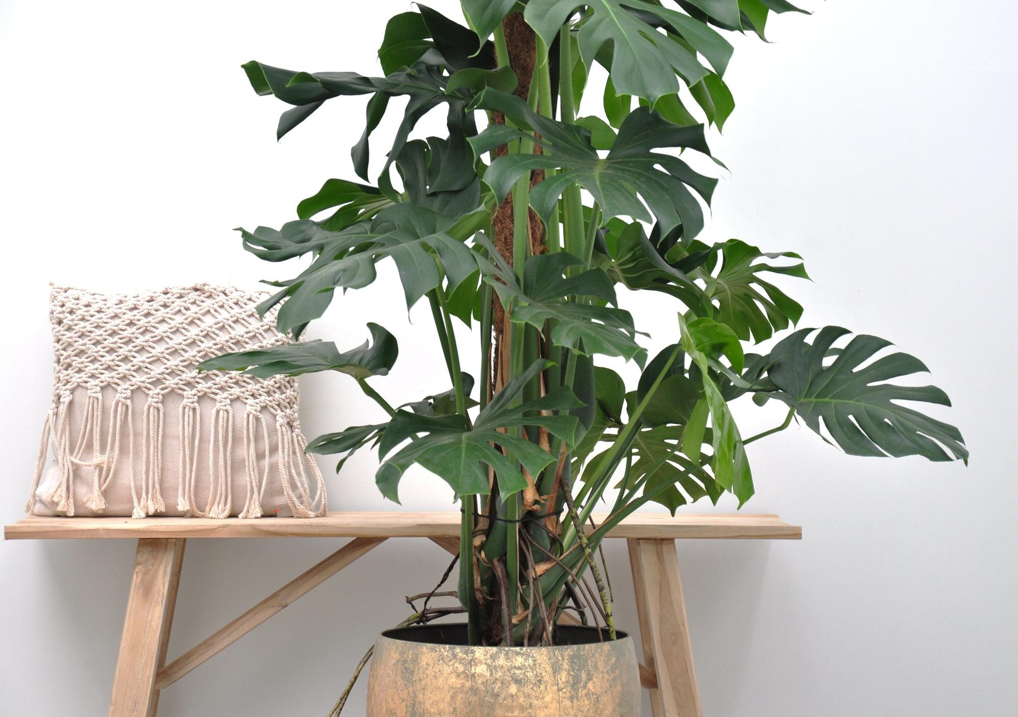Monstera Deliciosa gatenplant – populaire kamerplant in kweekpot
