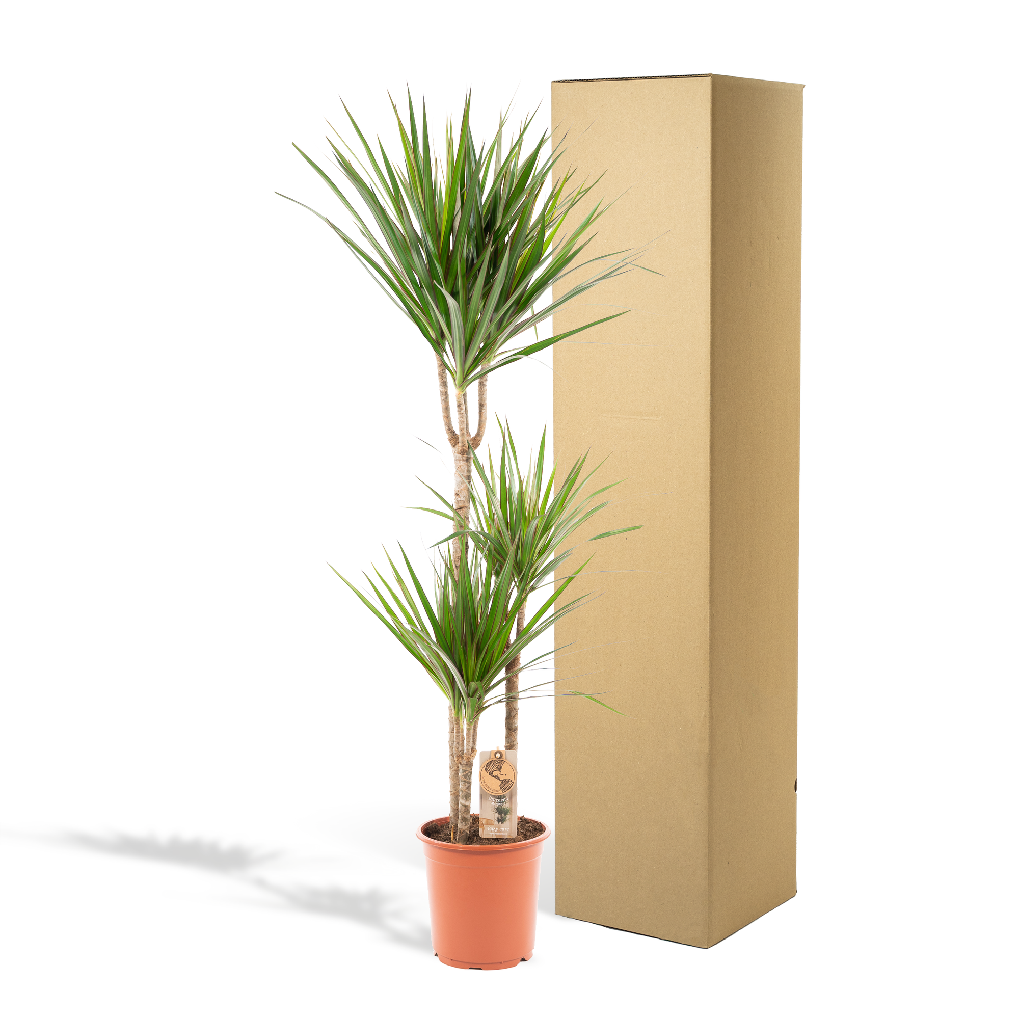 Dracaena Marginata - kamerplant in kweekpot