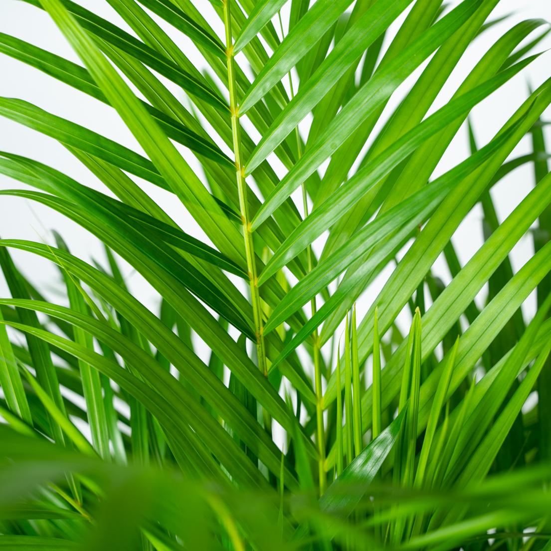 Areca palm - Luxe kamerplant voor binnen, onderhoudsarm en decoratief