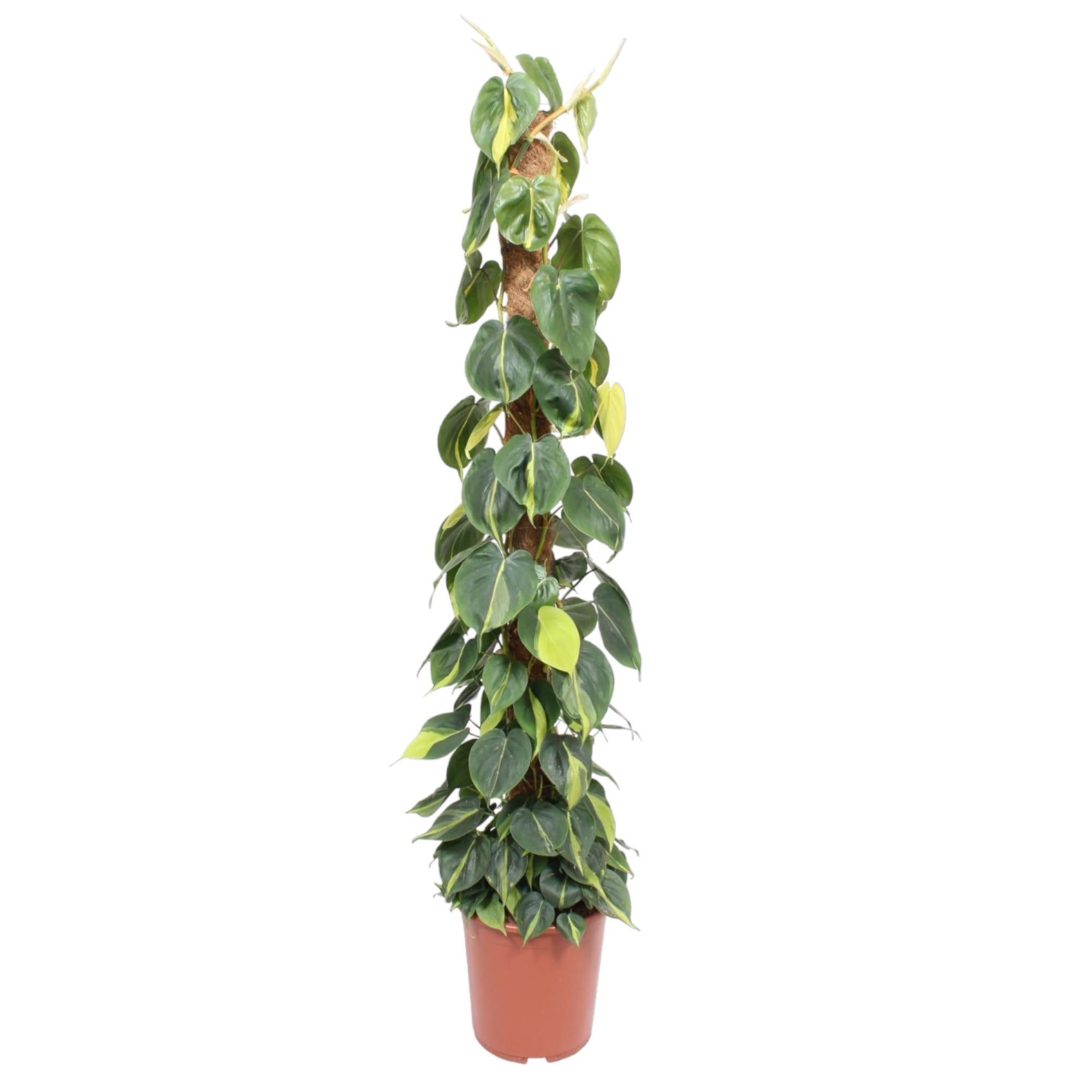 Philodendron Scandens – klimplant op mosstok (groen & Brasil)