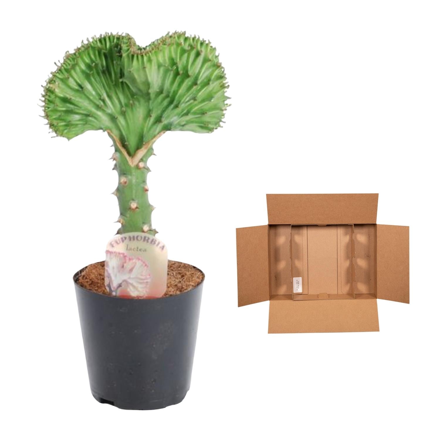 Euphorbia lactea Cristata groen – koraalcactus kamerplant