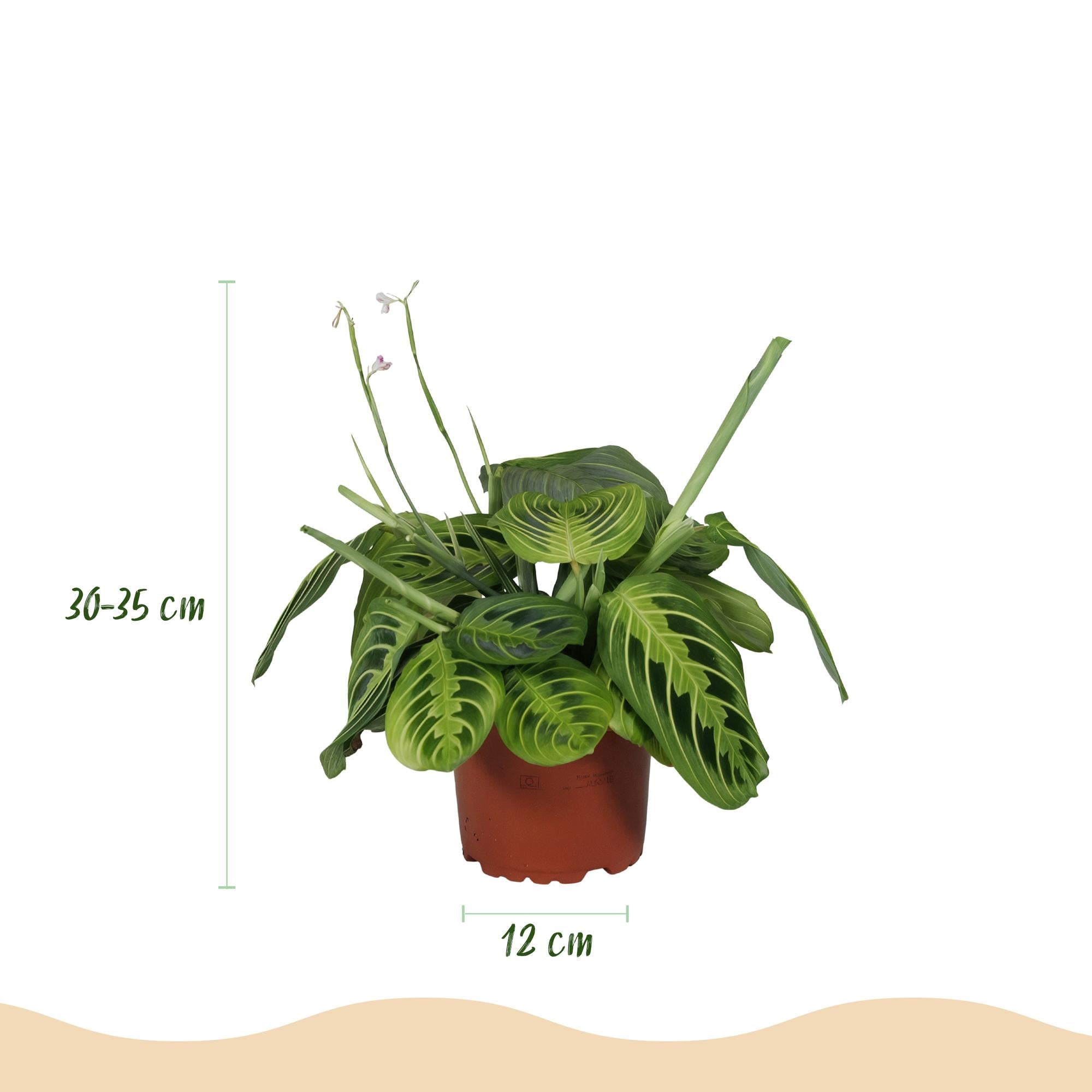 Green boutiQ - Kamerplant - Maranta Fascinator Lemon Lime - Gebedsplant - Huisdiervriendelijke Plant - Groen - 1 Plant - met Potter Grijs - Pot 12cm - Hoogte 25cm