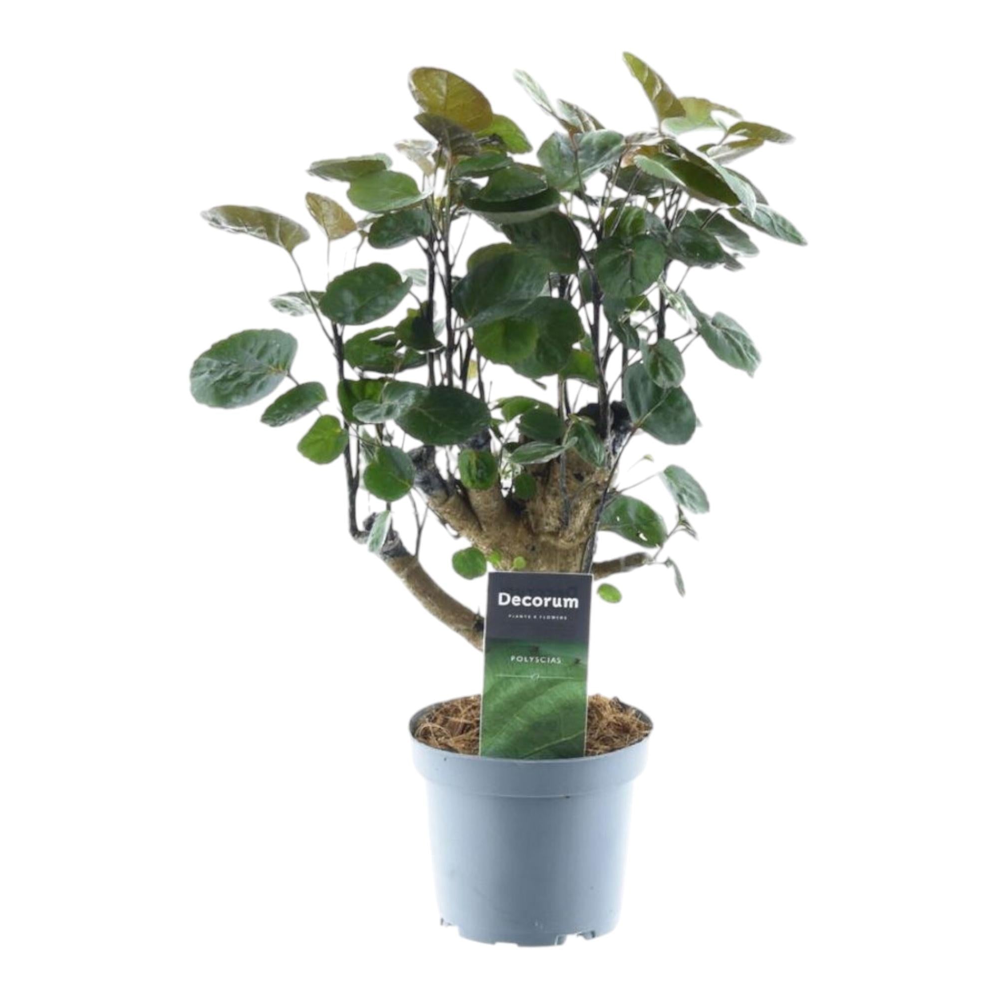 Polyscias Fabian - decoratieve kamerplant voor binnen, sierlijke bladeren en sterke groei