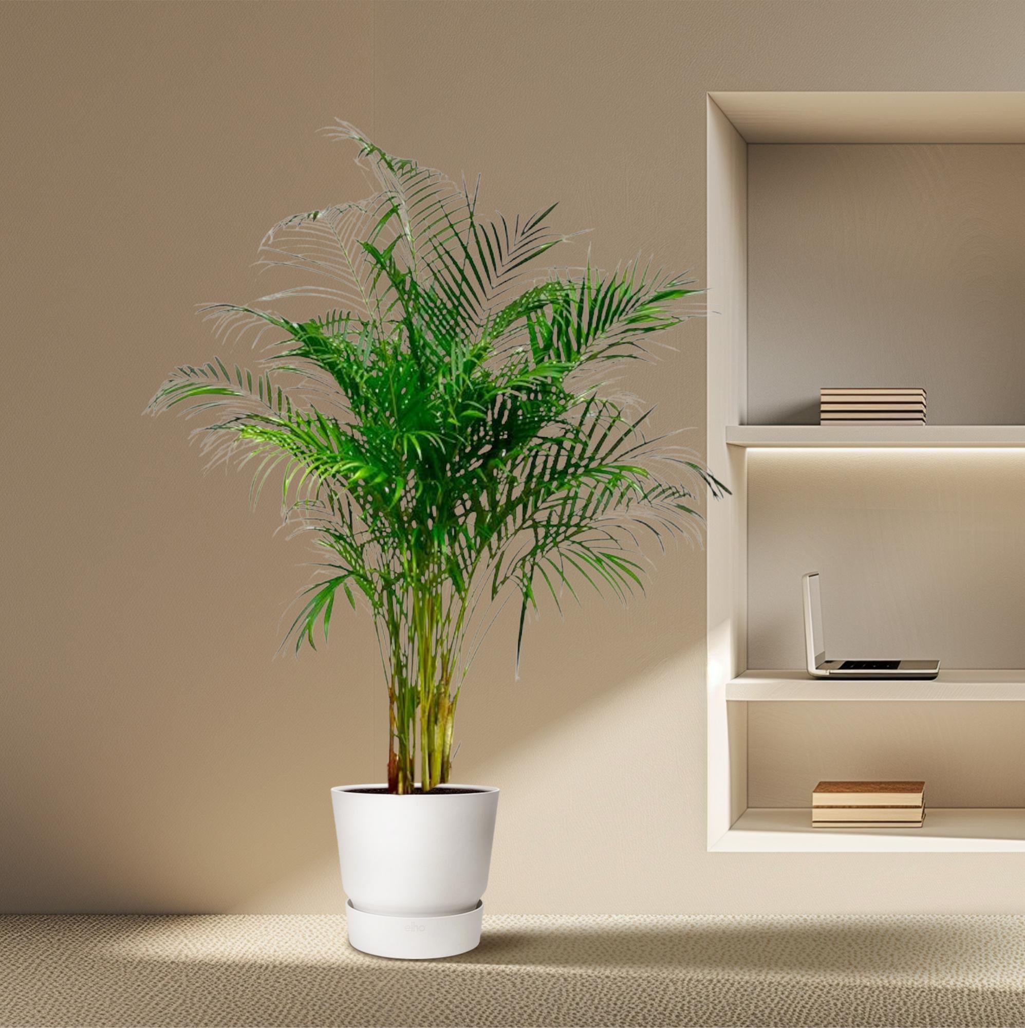 Dypsis Lutescens (Areca Palm) — Premium Tropische kamerplant