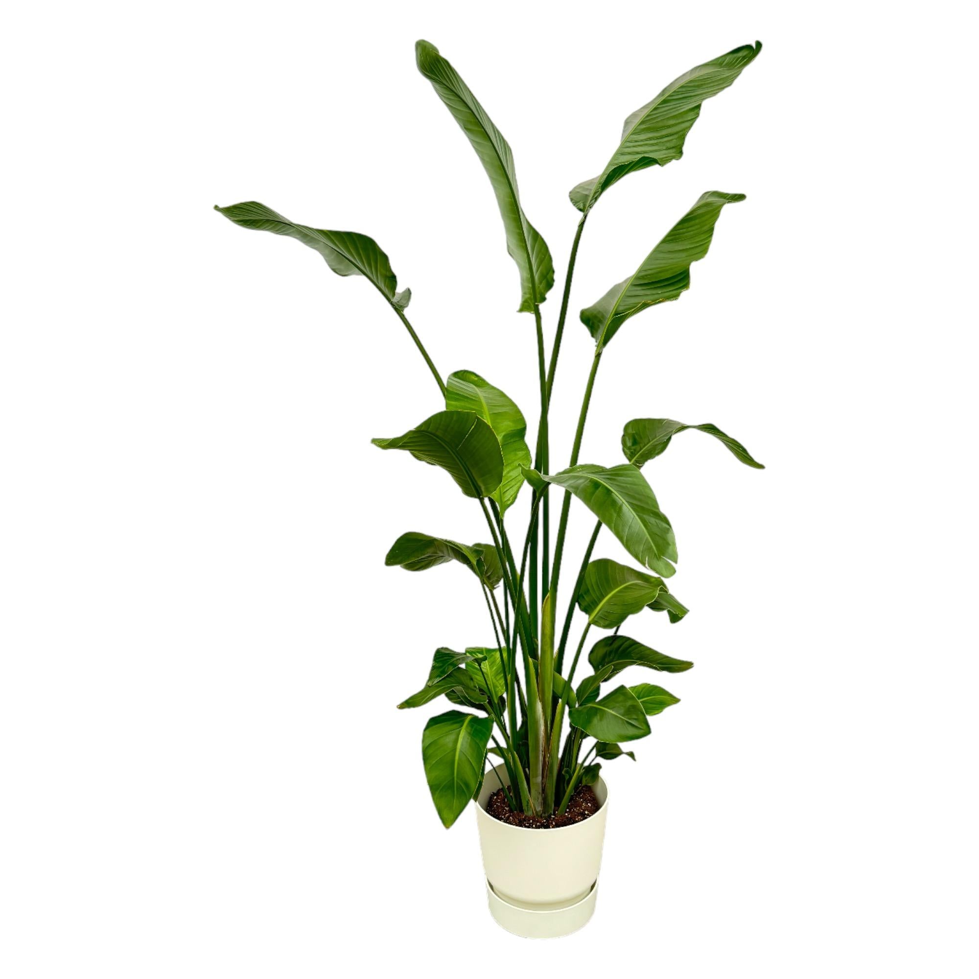 Strelitzia Nicolai inclusief elho Greenville Round - tropische kamerplant