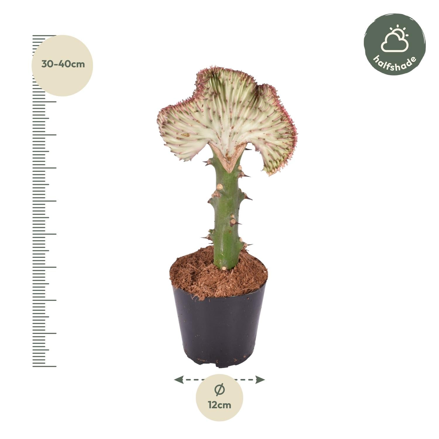 Euphorbia lactea Cristata rood – koraalcactus kamerplant