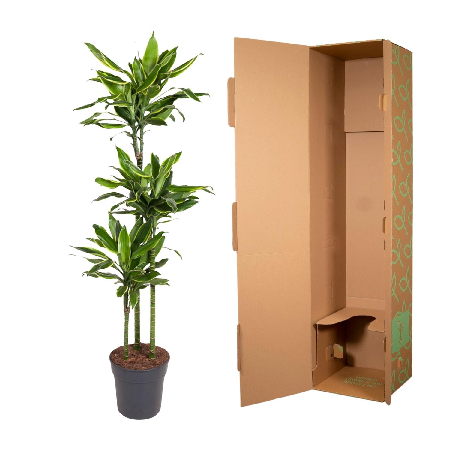 Dracaena Golden Coast – grote twee-kleurige Dracaena kamerplant in kweekpot