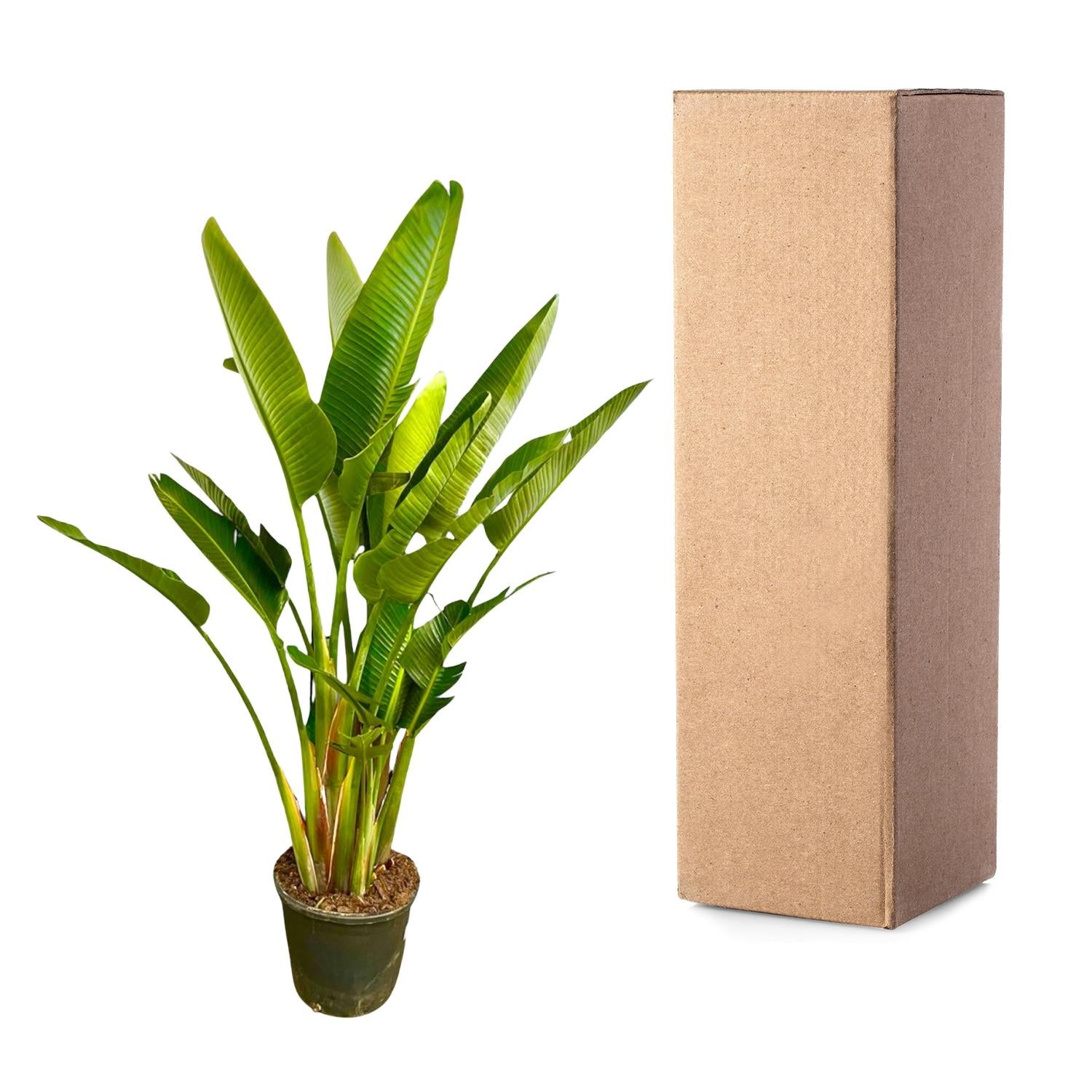 Strelitzia Augusta multi stam XXL - Grote decoratieve kamerplant met luxe uitstraling
