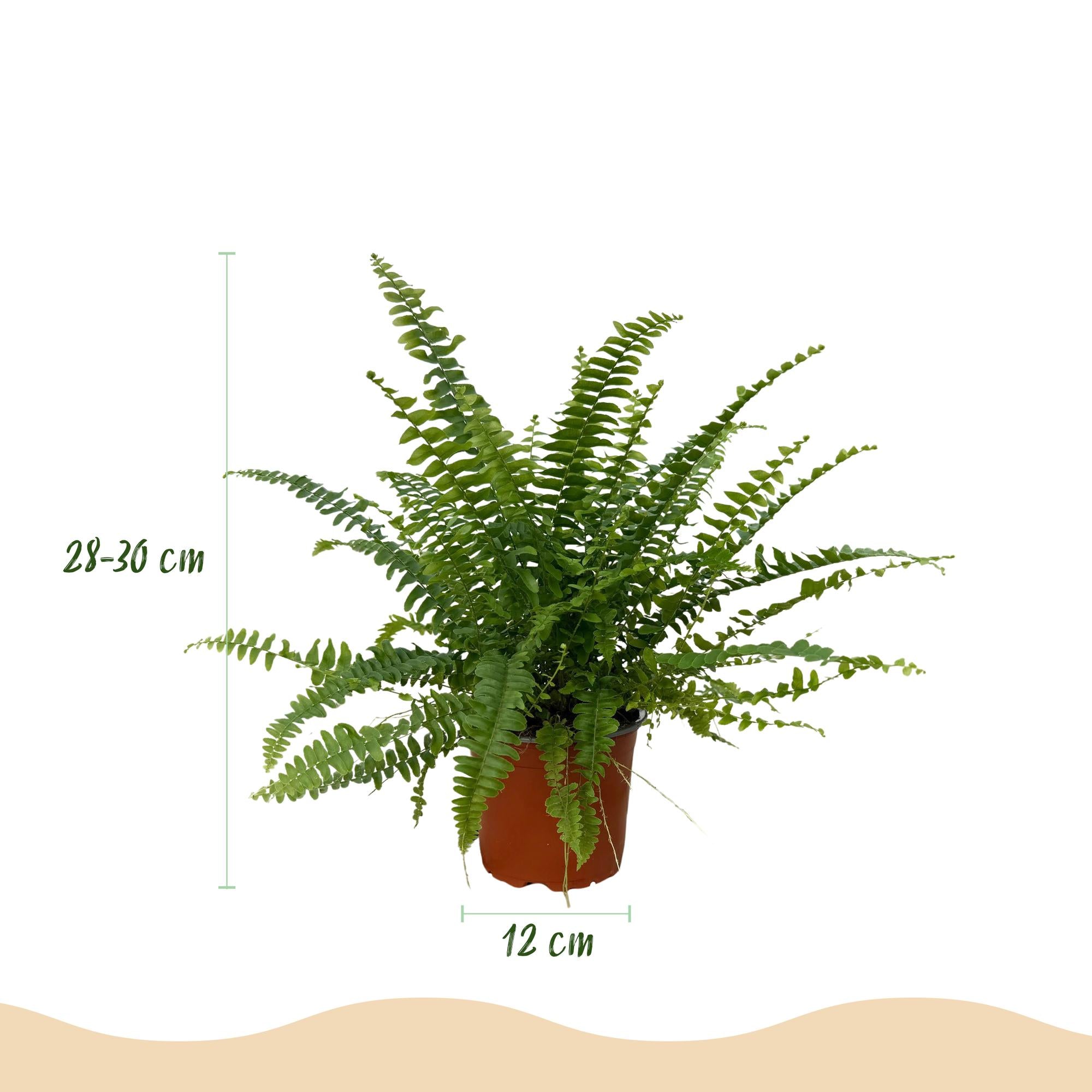 Green boutiQ - Kamerplant - Nephrolepsis exaltata Green Lady - Varen - Huisdiervriendelijke Plant - Groen - 1 Plant - met Potter Grijs - Pot 12cm - Hoogte 25cm