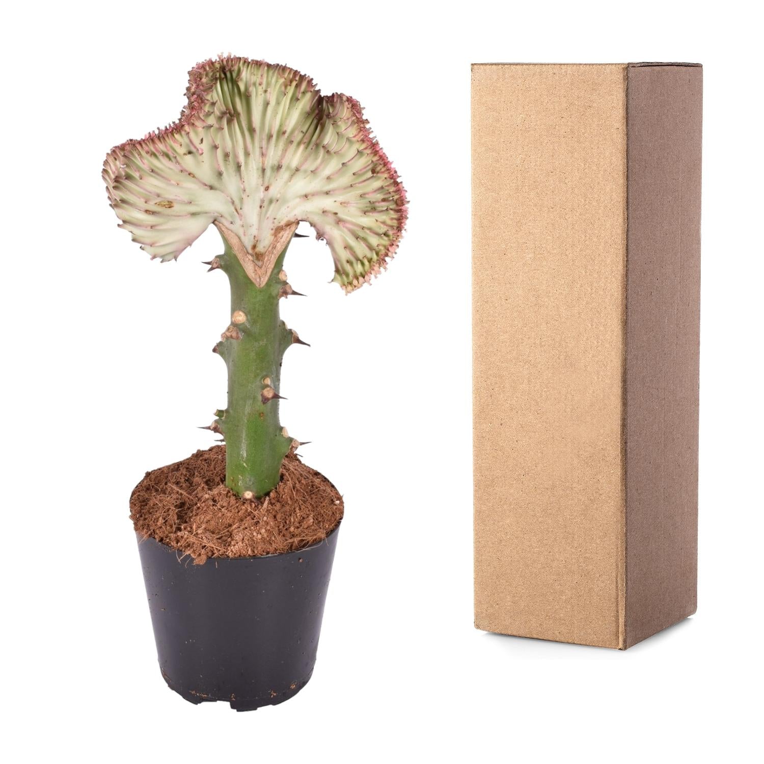 Euphorbia lactea Cristata rood – koraalcactus kamerplant
