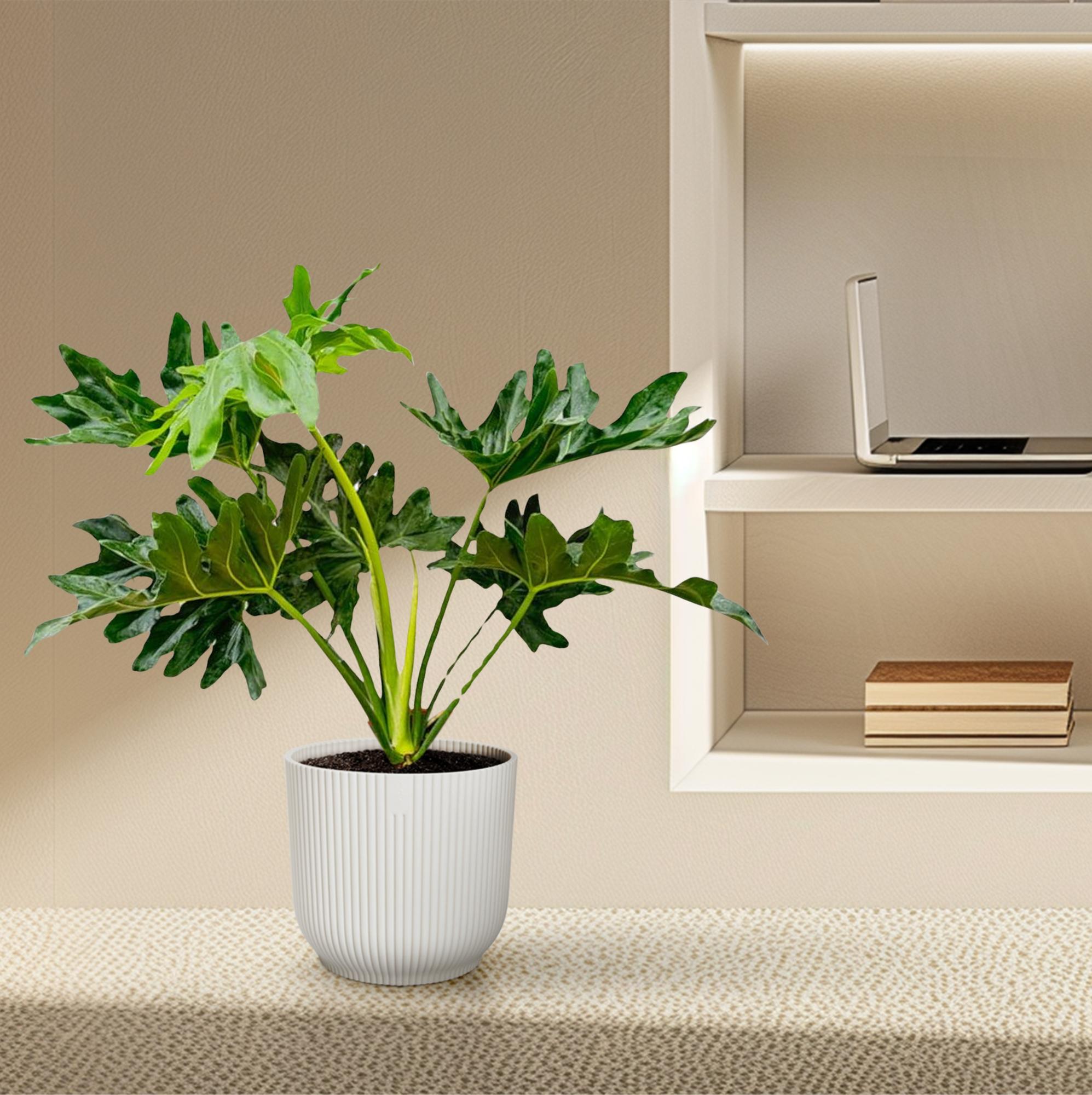 Philodendron Selloum – grote bosrijke Philodendron kamerplant