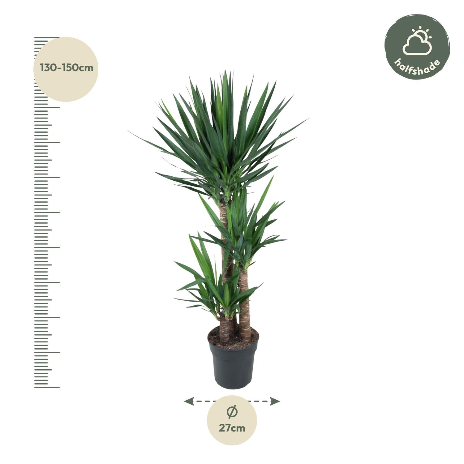 Yucca Elephantipes – grote stoere kamerplant in kweekpot
