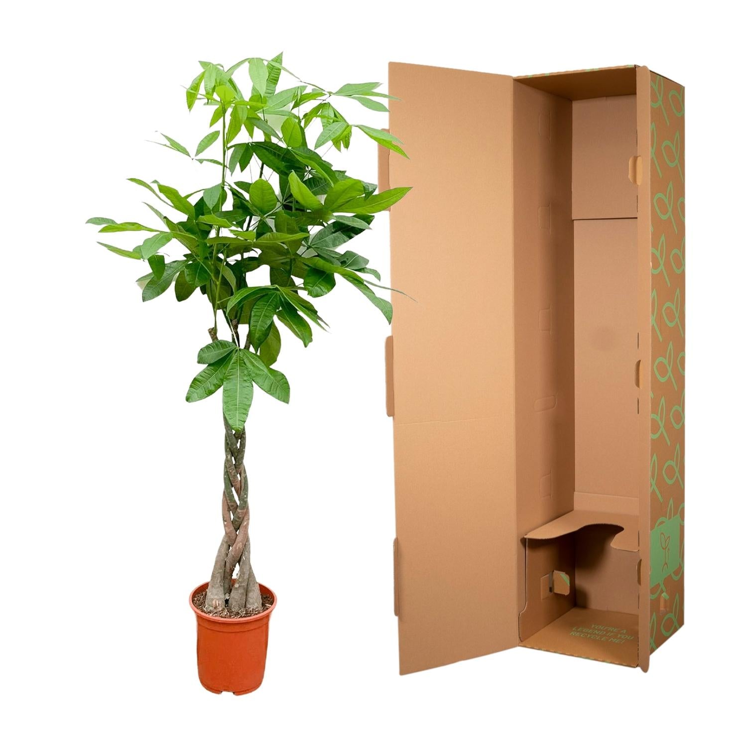 Pachira Aquatica kamerplant – decoratieve geldboom voor huis & kantoor