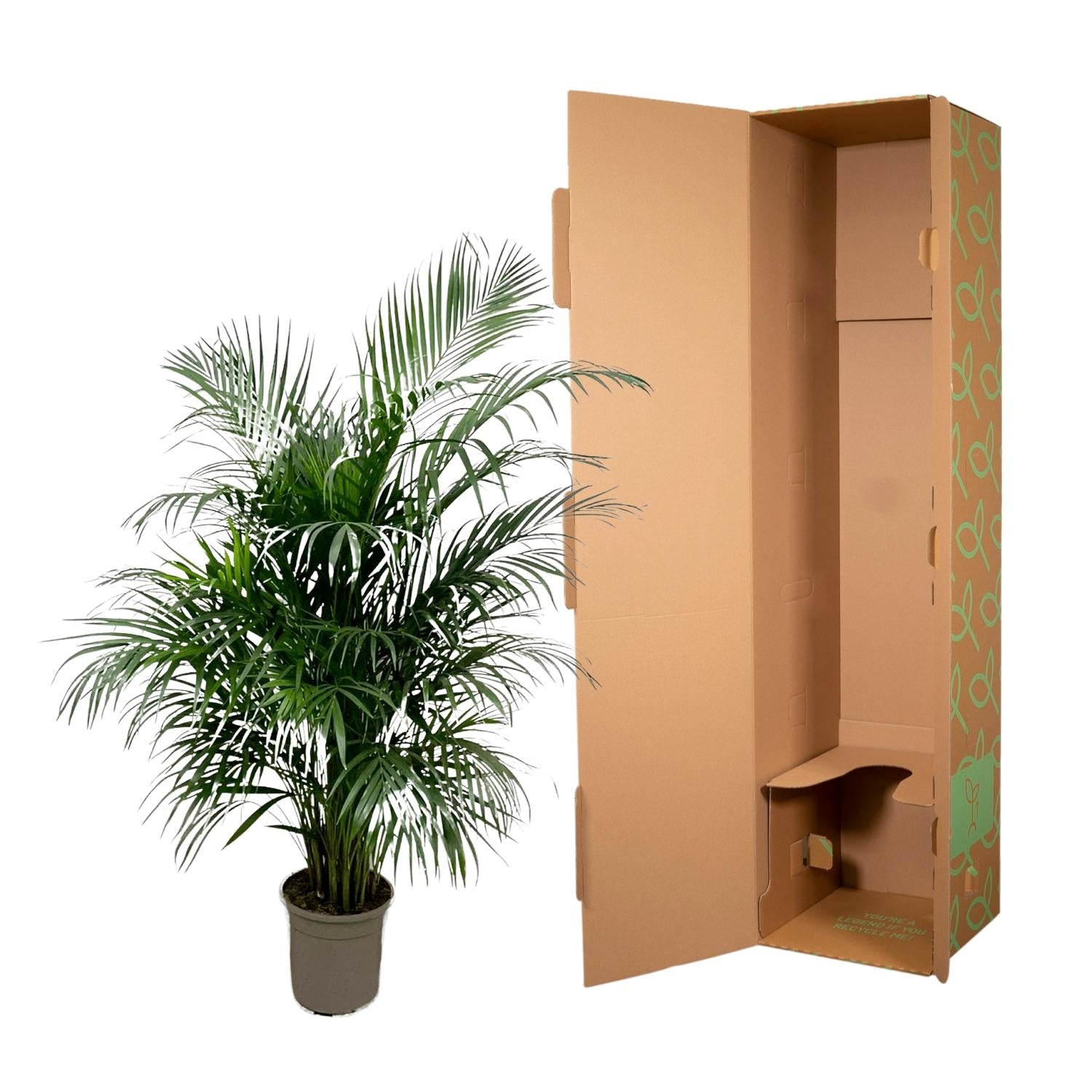 Dypsis Lutescens (Areca Palm) — Premium Tropische kamerplant
