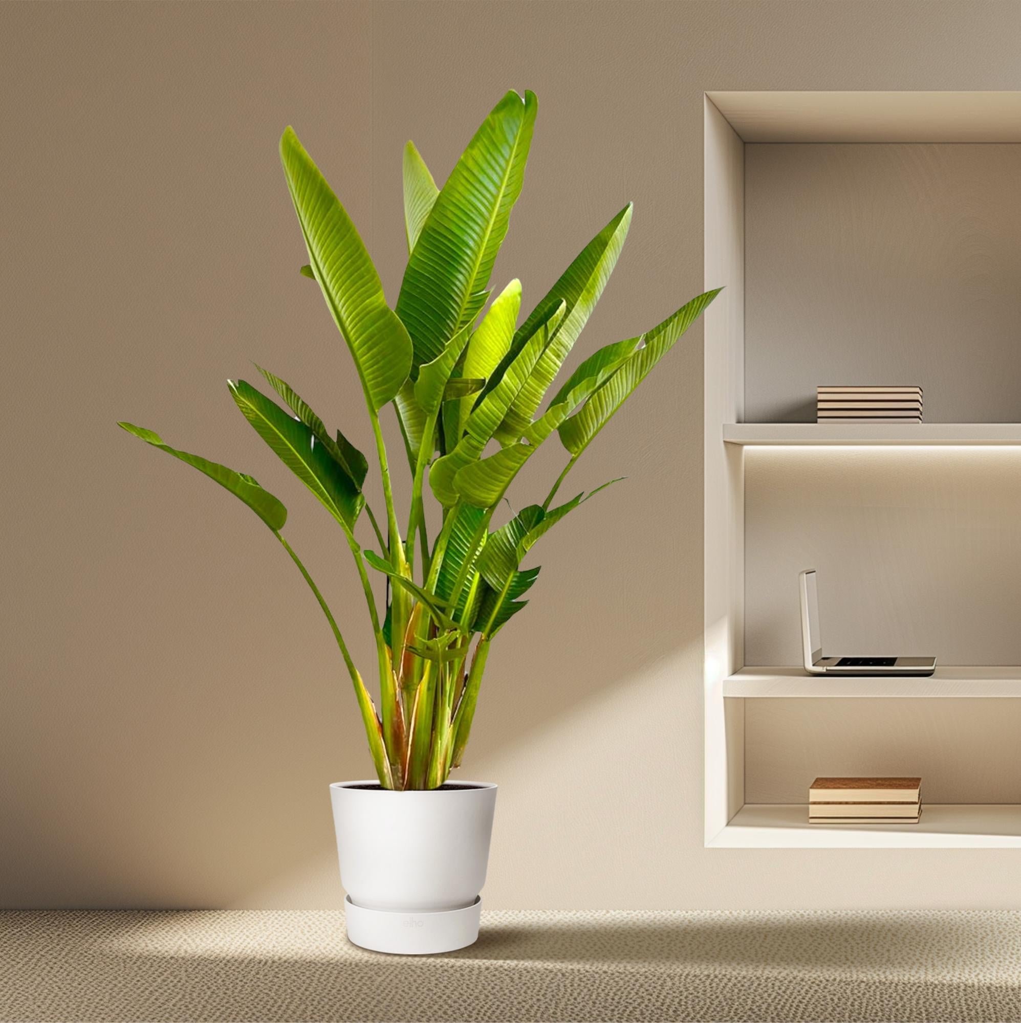 Strelitzia Augusta multi stam XXL - Grote decoratieve kamerplant met luxe uitstraling