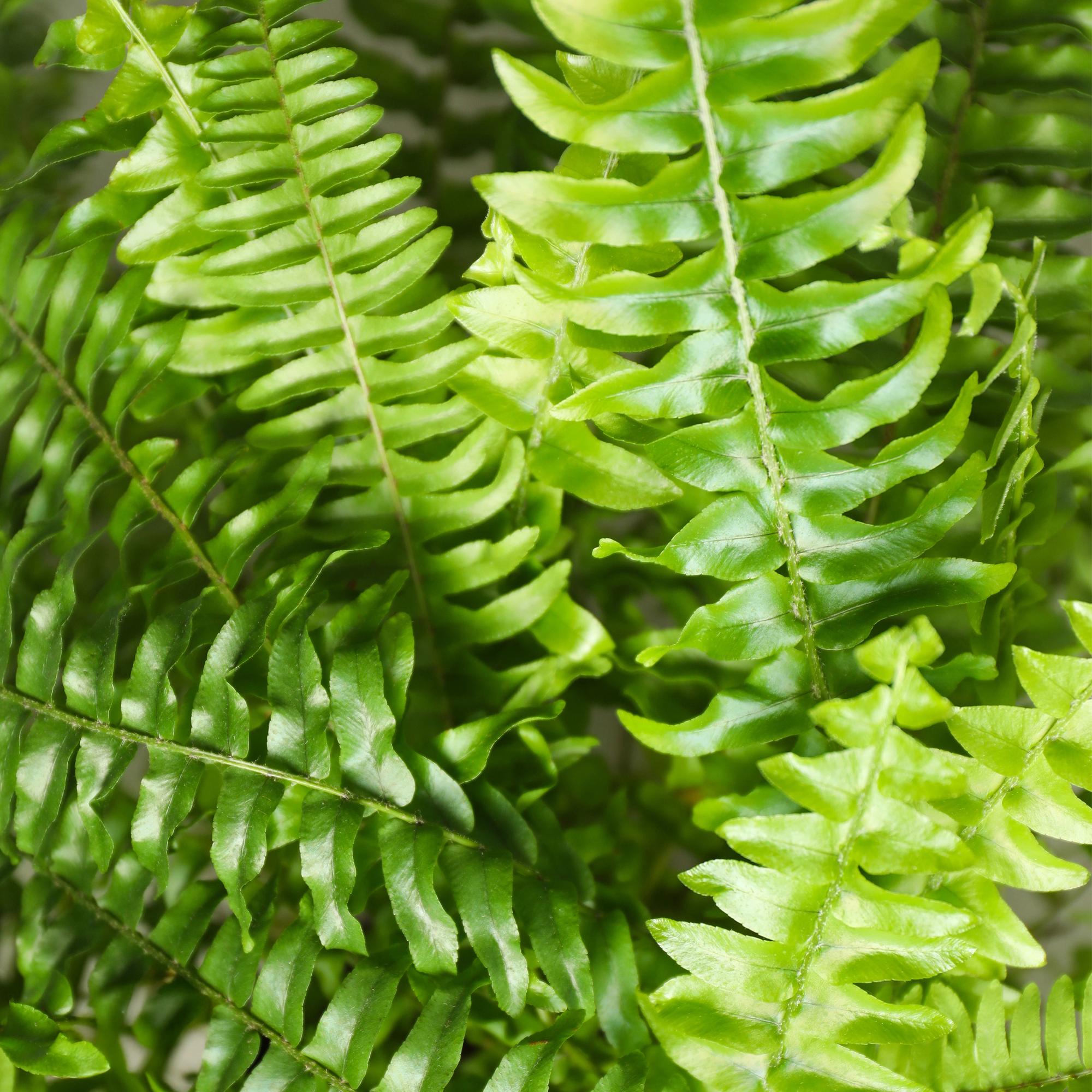 Green boutiQ - Kamerplant - Nephrolepsis exaltata Green Lady - Varen - Huisdiervriendelijke Plant - Groen - 1 Plant - met Mand - Pot 12cm - Hoogte 25cm