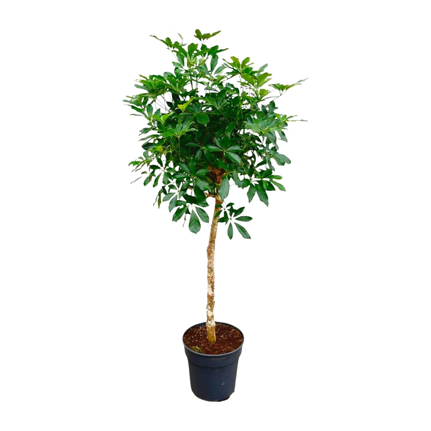 Schefflera op stam – grote groene kamerplant op stam