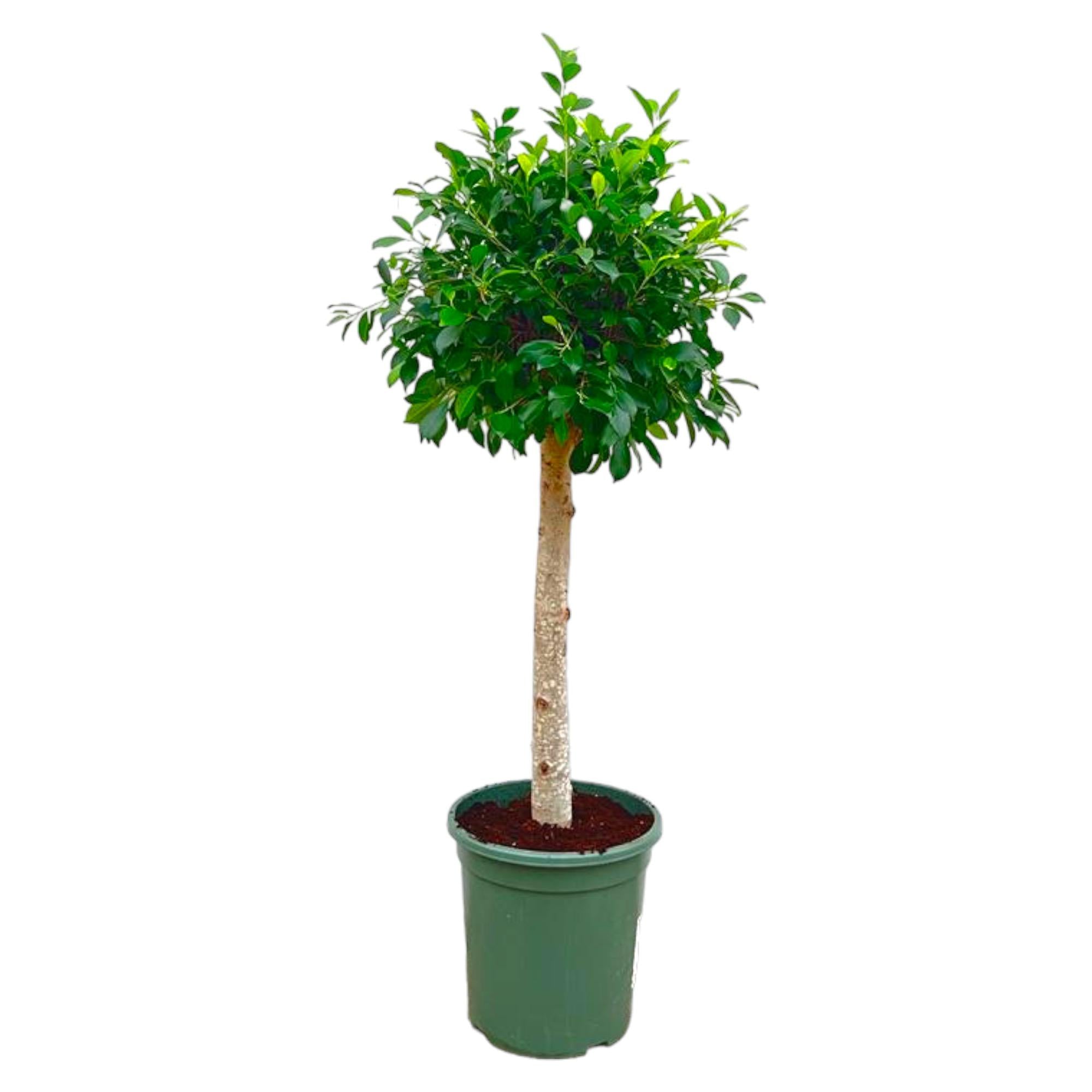 Ficus Nitida op stam - 150 cm - ø30