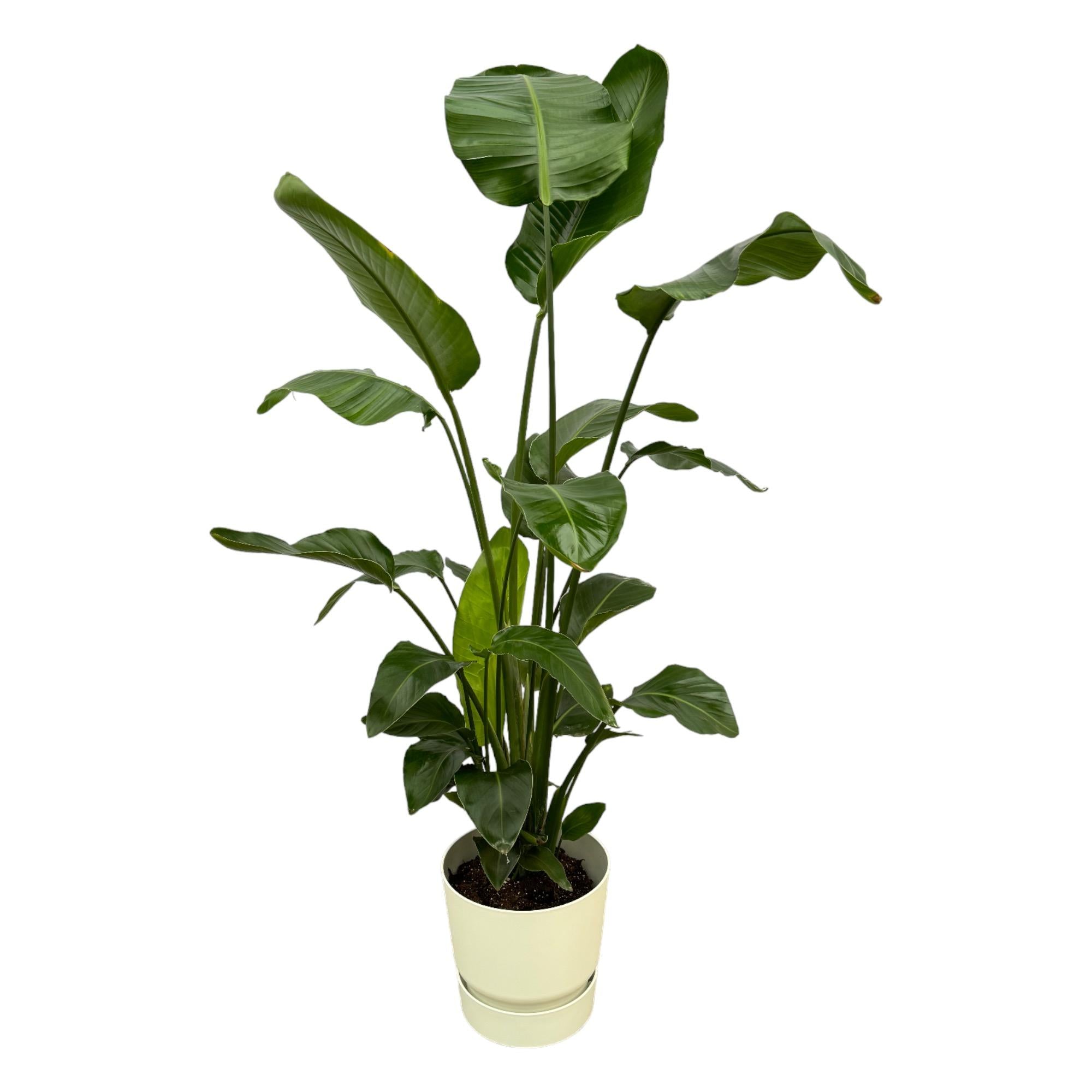 Strelitzia Nicolai inclusief elho Greenville Round - tropische kamerplant