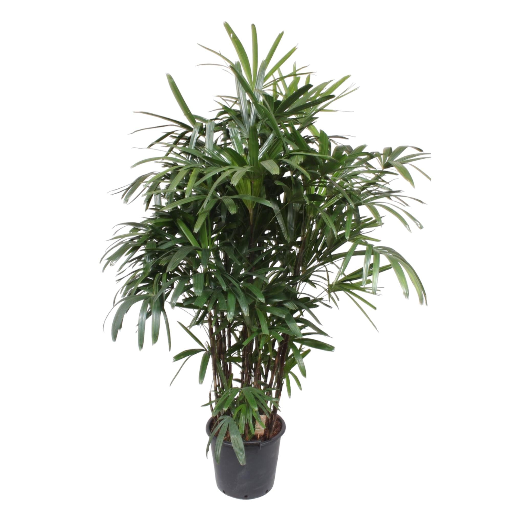 Rhapis Excelsa – exclusieve bamboepalm kamerplant 190 cm
