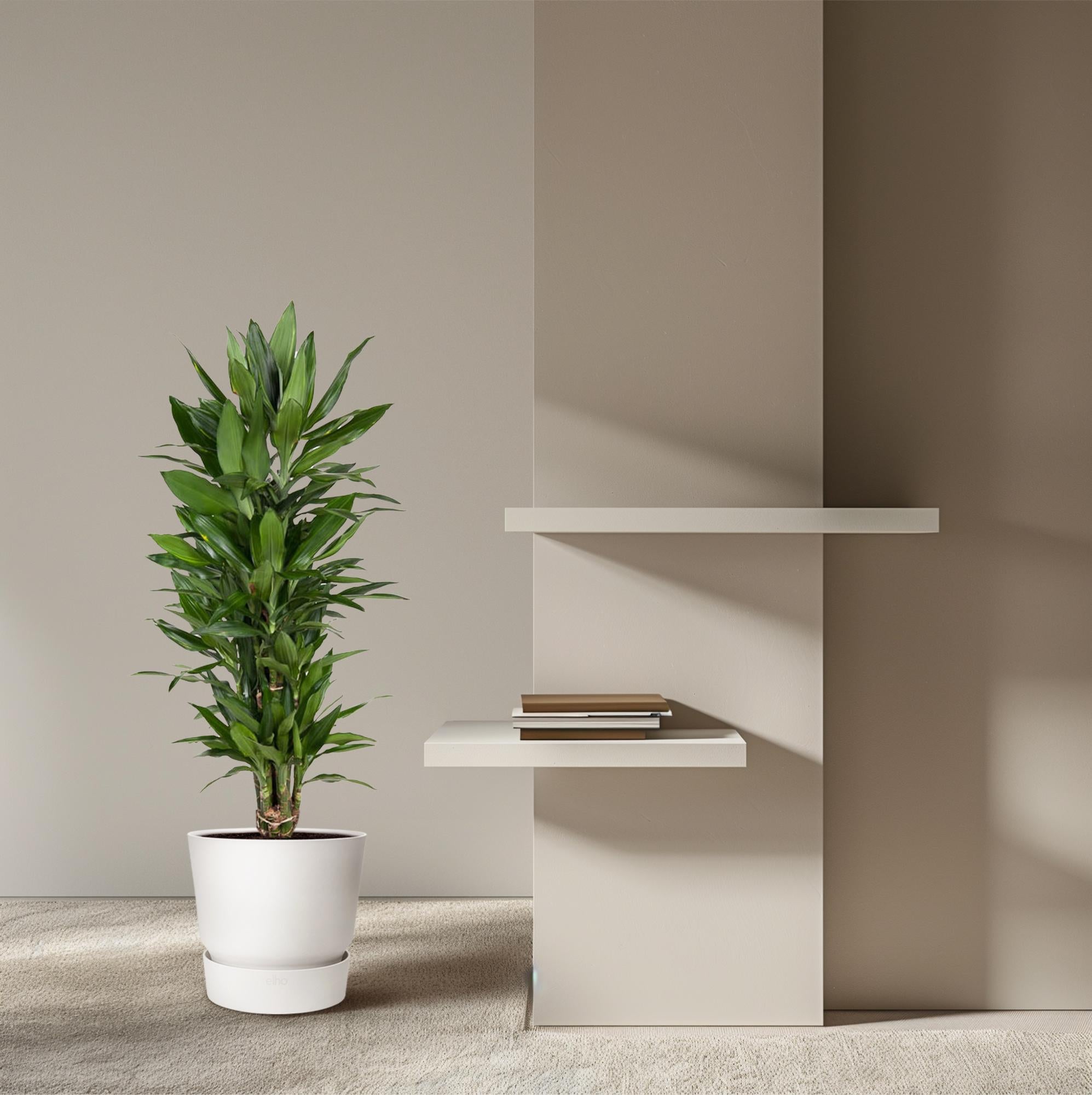 Dracaena Janet Lind vertakt – grote donkergroene Dracaena kamerplant