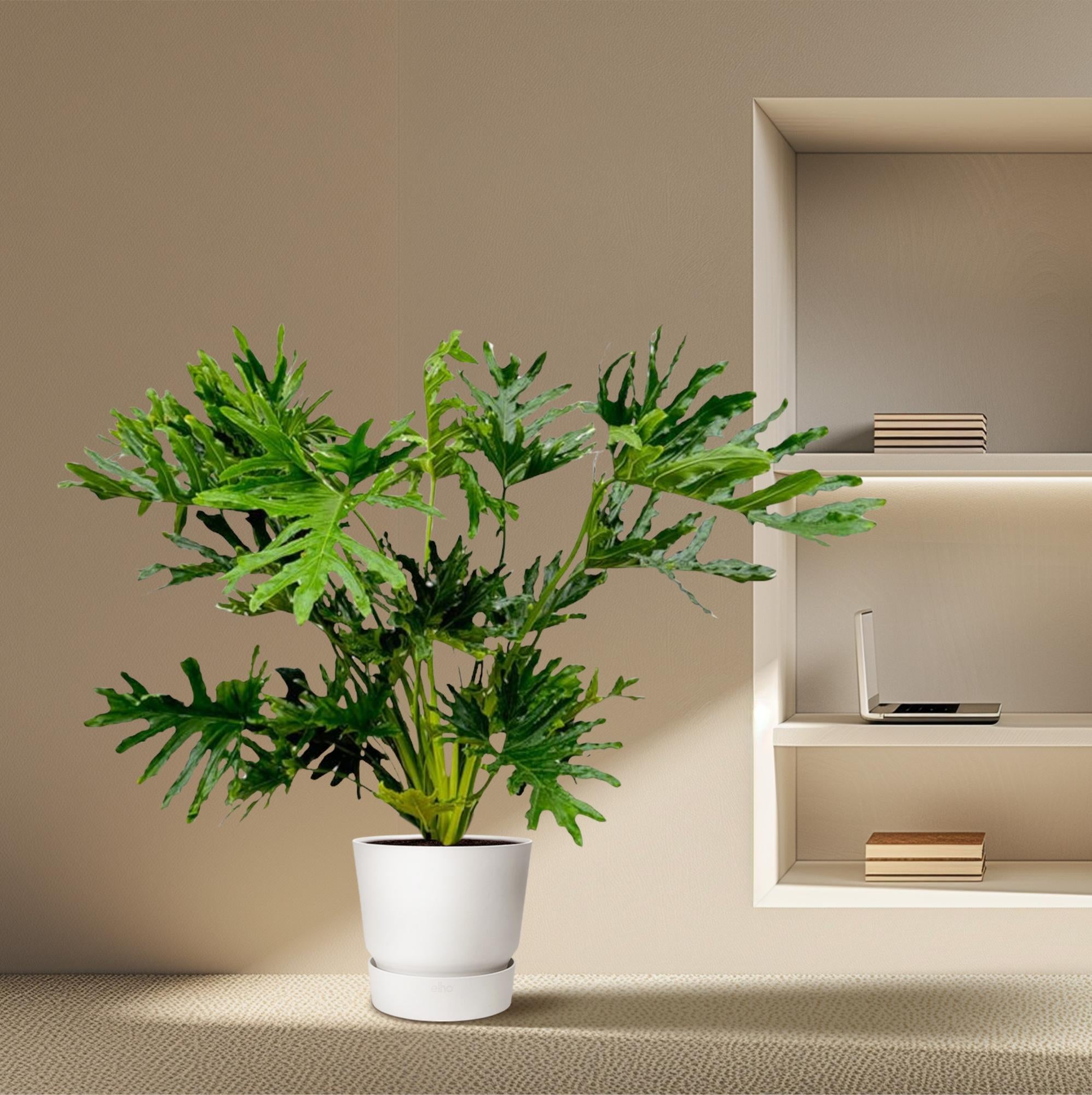 Philodendron Selloum – grote bosrijke Philodendron kamerplant