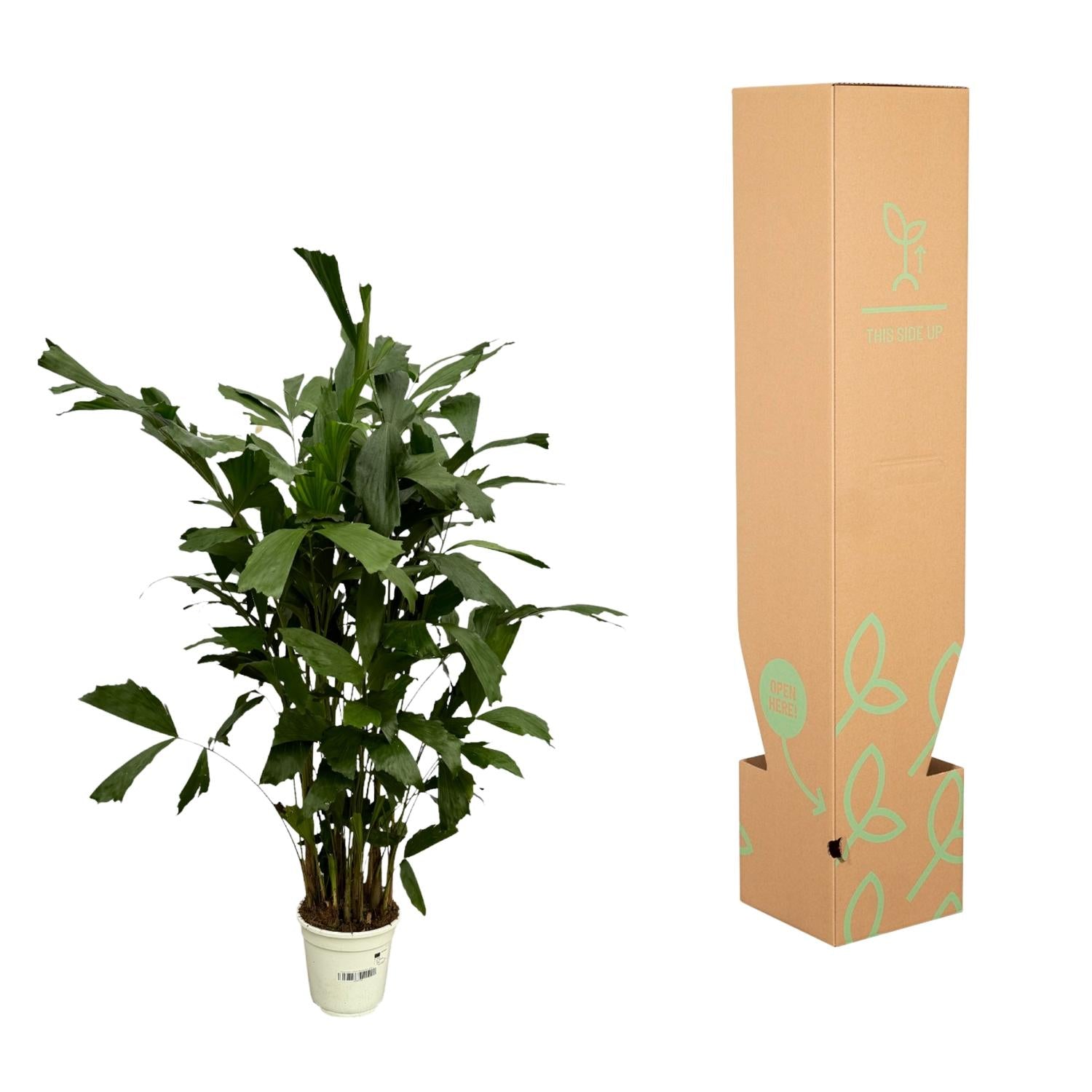 Caryota Mitis (vissenstaartpalm) – bijzondere grote kamerpalm