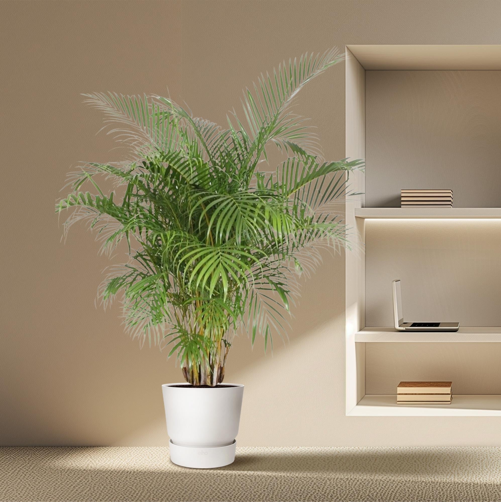 Dypsis Lutescens (Areca Palm) — Premium Tropische kamerplant