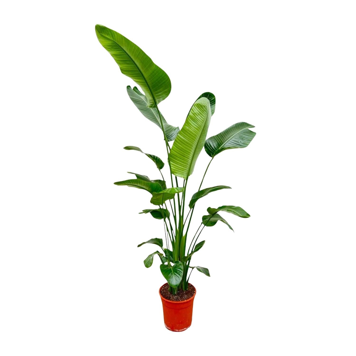 Strelitzia Nicolai - Tropische kamerplant voor binnen, decoratieve exotische plant
