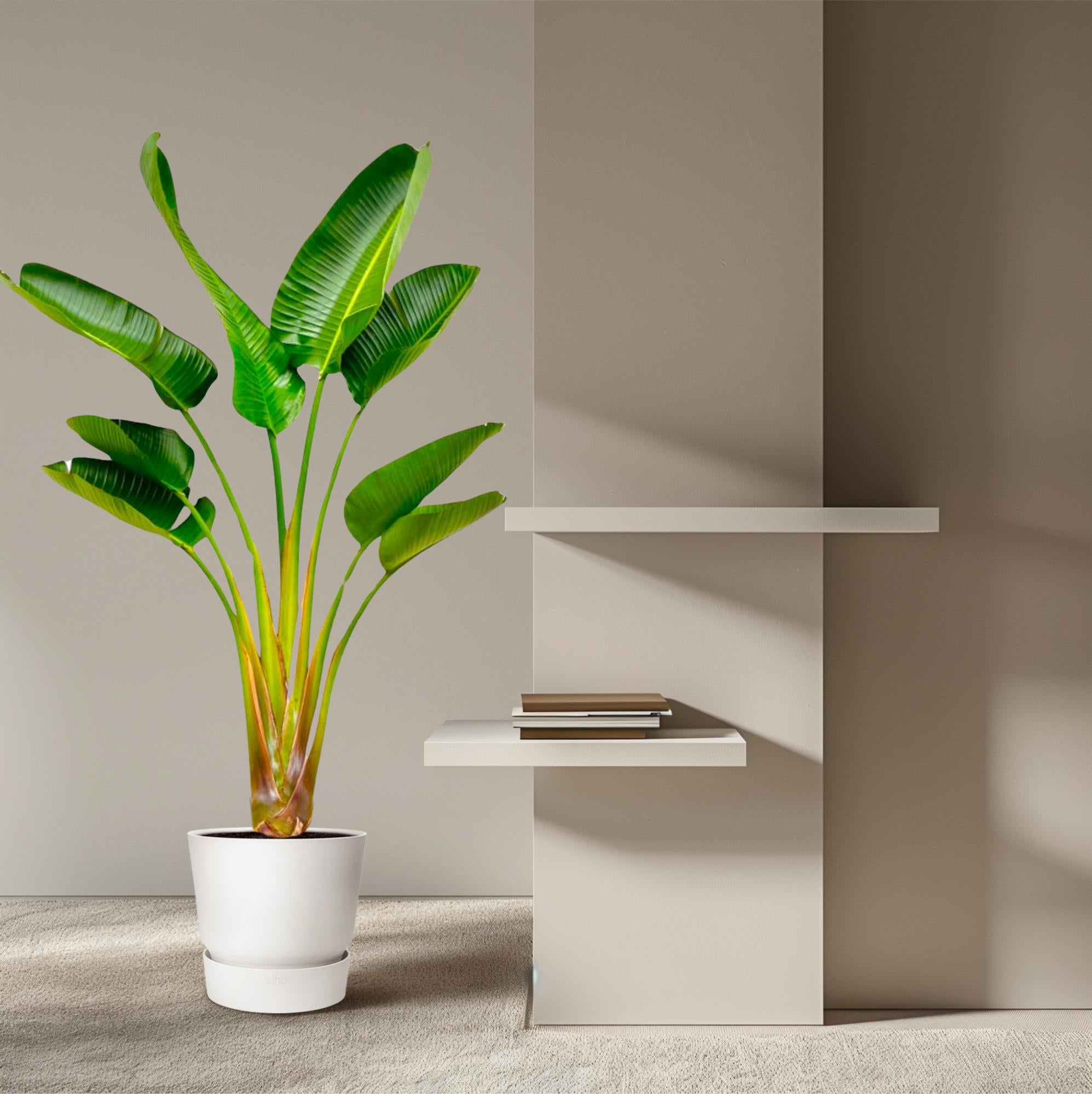 Strelitzia Augusta – grote paradijsvogelplant kamerplant in kweekpot