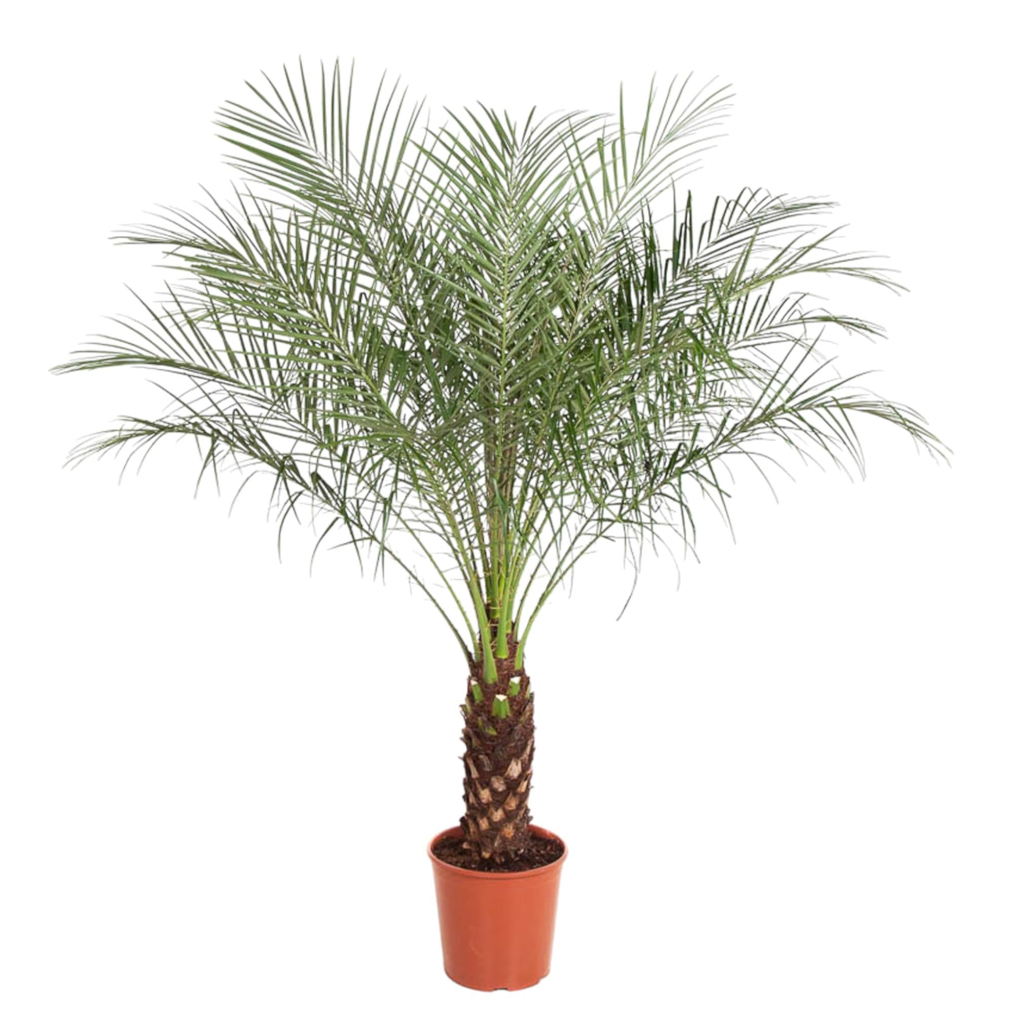 Phoenix Roebelenii - 160 cm - ø27