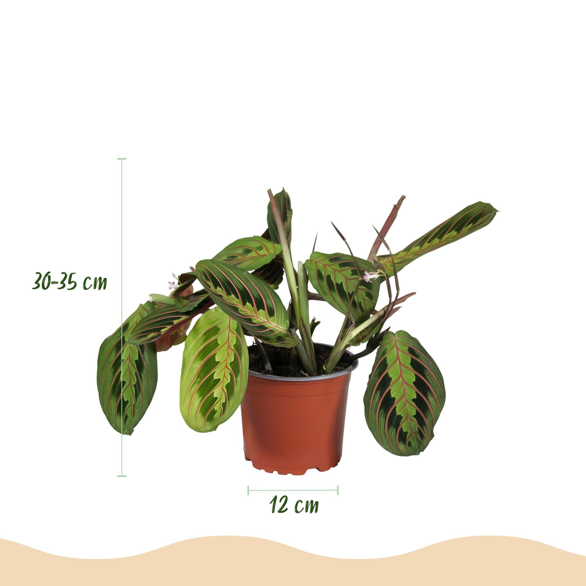Green boutiQ - Kamerplant - Maranta Fascinator Tricolour - Gebedsplant - Huisdiervriendelijke Plant - Groen - 1 Plant - met Potter Wit - Pot 12cm - Hoogte 25cm