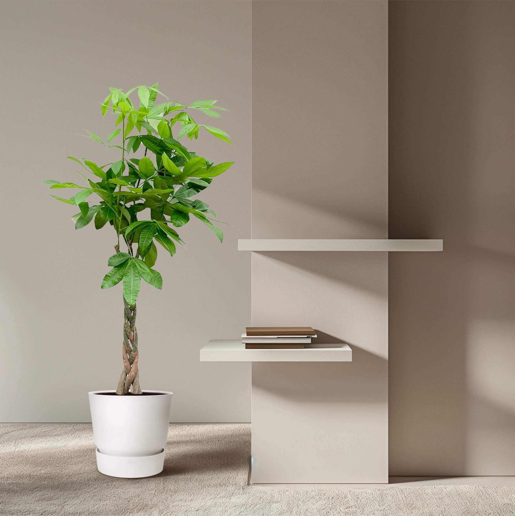 Pachira Aquatica kamerplant – decoratieve geldboom voor huis & kantoor