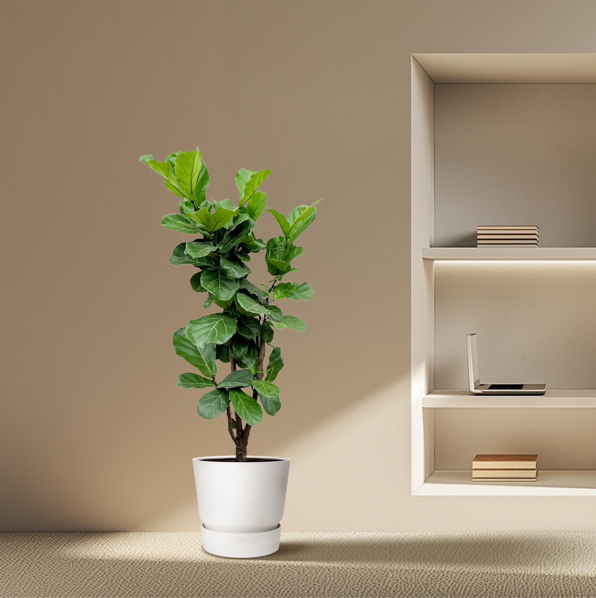 Ficus Lyrata vertakt - grote sierkamerplant met stevige stam, vol weelderig blad