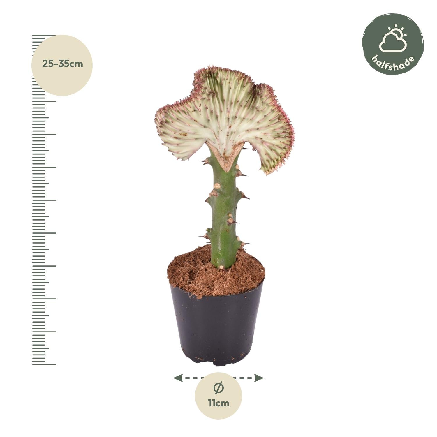 Euphorbia lactea Cristata rood – koraalcactus kamerplant